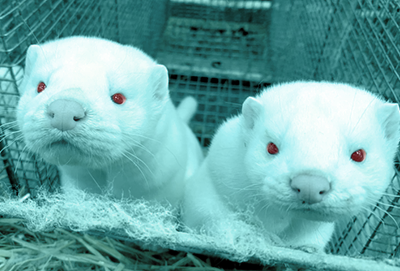 Two white minks lean curiously towards the camera