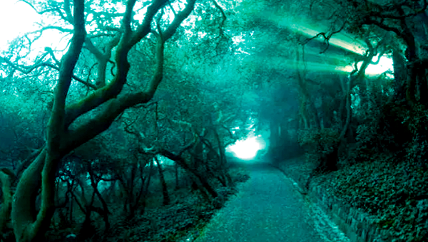 A forest trail through dark and foggy trees