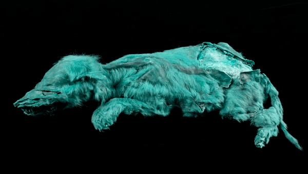 A small and furry vaguely dog-shaped mummy