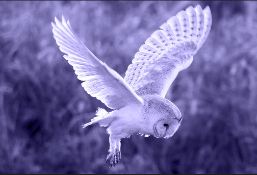 A photo of a barn owl in flight, wings extended