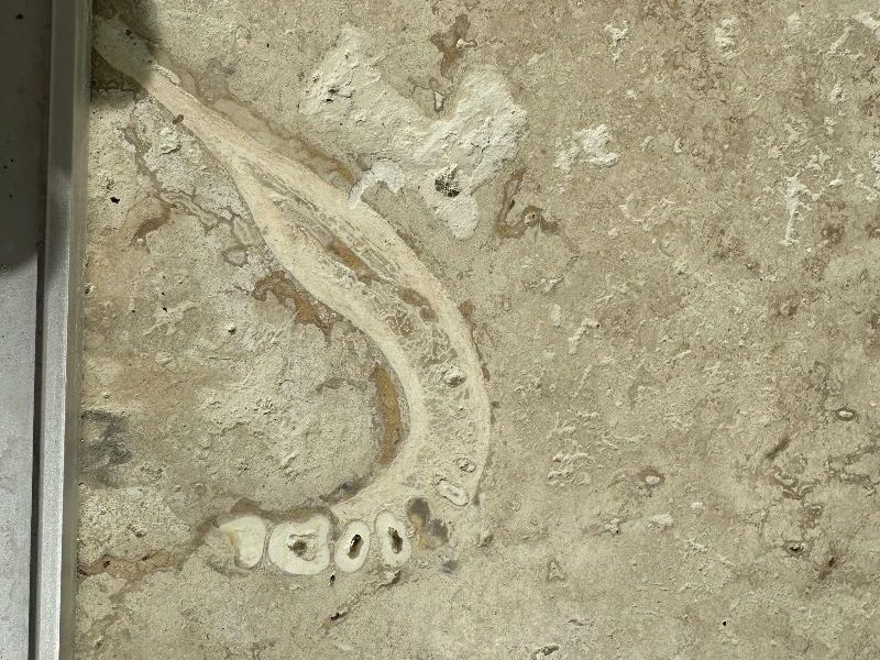 Part of a jaw bone with teeth embedded in floor tile