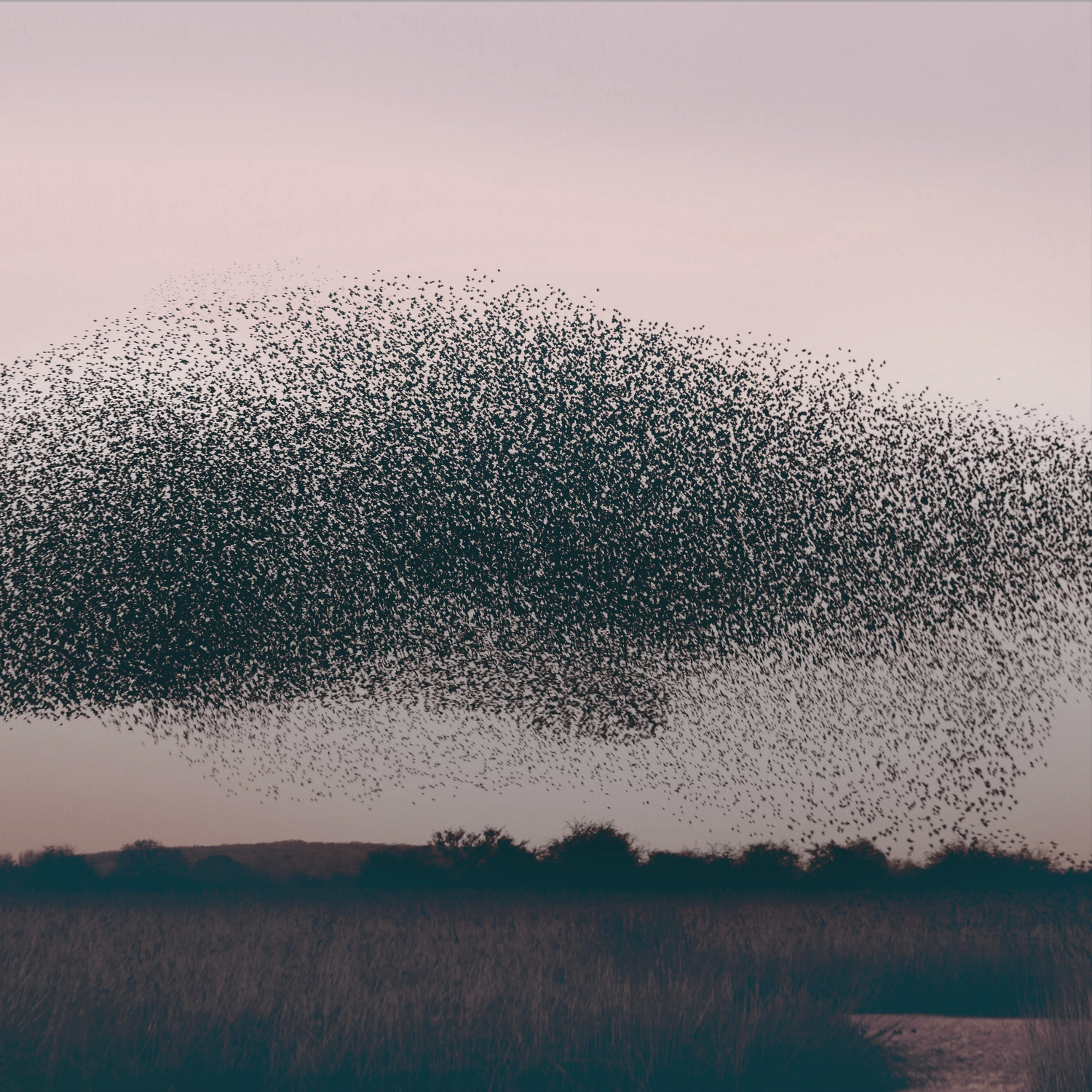 A murmuration of starlings, thousands of birds forming a dense black cloud in the sky over a dark landscape