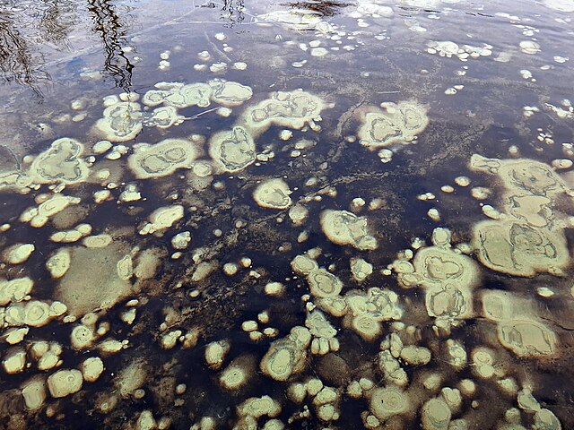 Lumps of pale green travertine deposits floating in the still water of a hot spring in Estonia