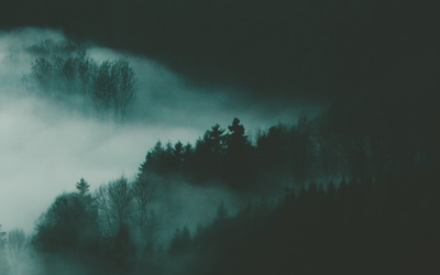 The treetops of a dark forest, with fog rolling in