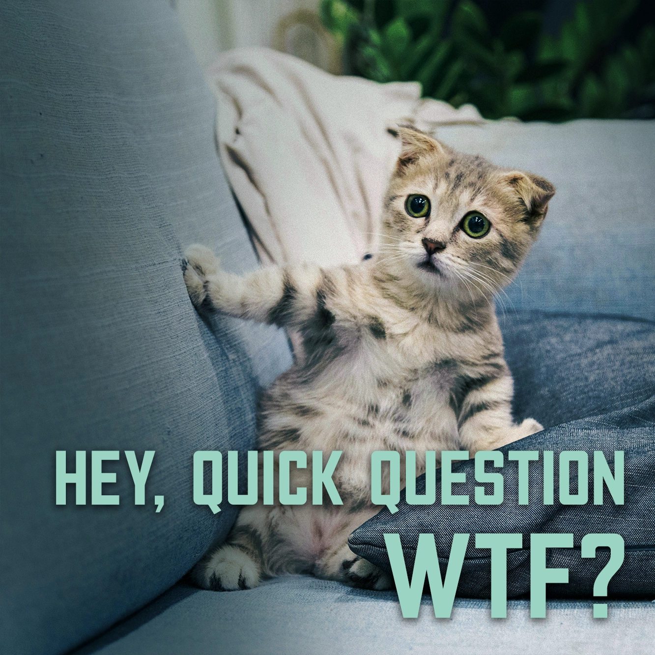 A very concerned cat braces themselves against a couch cushion with text that reads "hey quick question, WTF?"