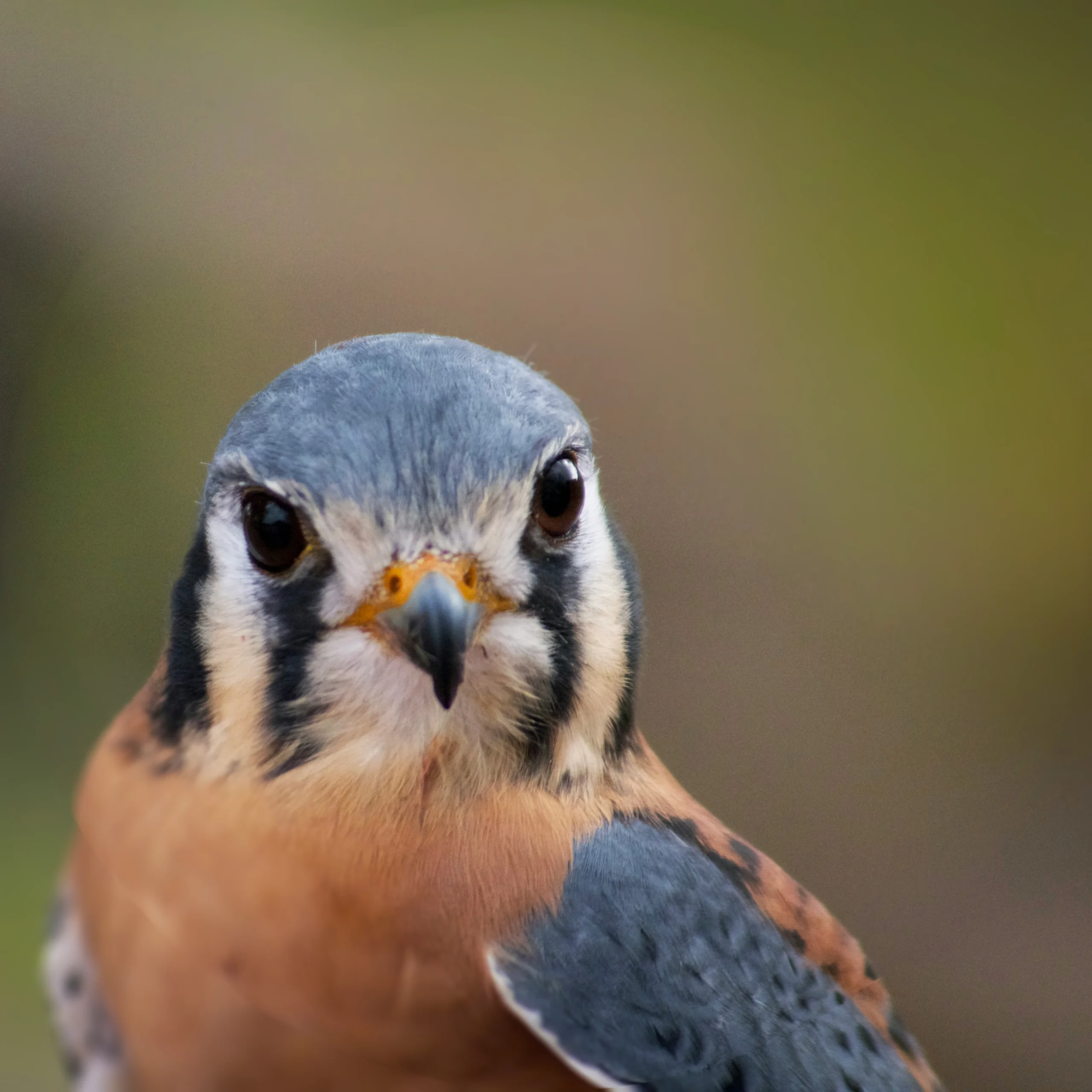 A sassy bird looks directly at the camera