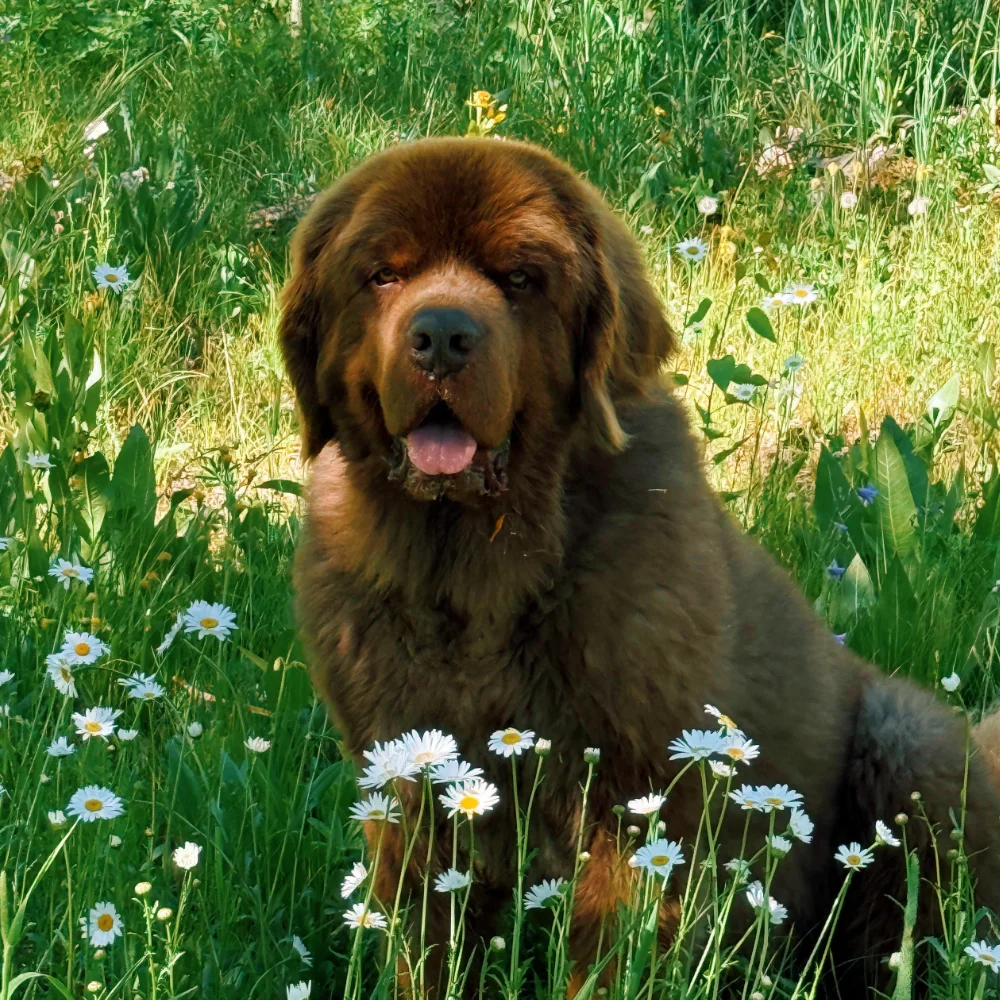 HLAS_SteamboatSprings_Graphics_5 An angel of a medium brown newfoundland dog sitting in a field of daisies like the best boy ever